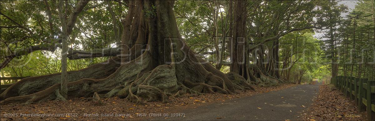 Peter Bellingham Photography Norfolk Island Banyan - NSW (PBH4 00 12047)